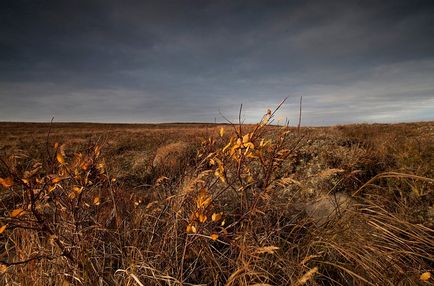 Півострів Ямал - оленячий край в західній сибіру, ​​фото новини