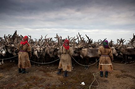 Peninsula de Yamal - marginea de cerb în vestul Siberiei, știri de fotografie