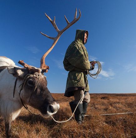 Peninsula de Yamal - marginea de cerb în vestul Siberiei, știri de fotografie