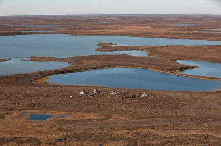 Peninsula de Yamal - marginea de cerb în vestul Siberiei, știri de fotografie