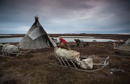 Peninsula de Yamal - marginea de cerb în vestul Siberiei, știri de fotografie