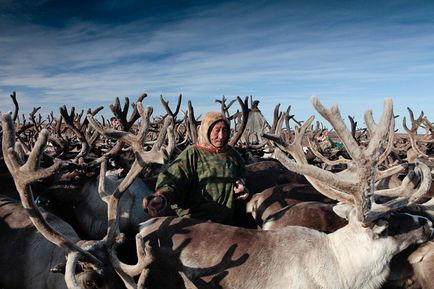 Peninsula de Yamal - marginea de cerb în vestul Siberiei, știri de fotografie