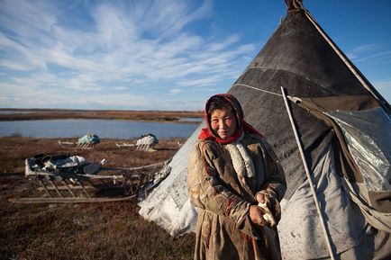 Peninsula de Yamal - marginea de cerb în vestul Siberiei, știri de fotografie