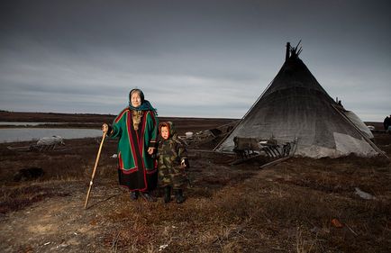 Peninsula de Yamal - marginea de cerb în vestul Siberiei, știri de fotografie