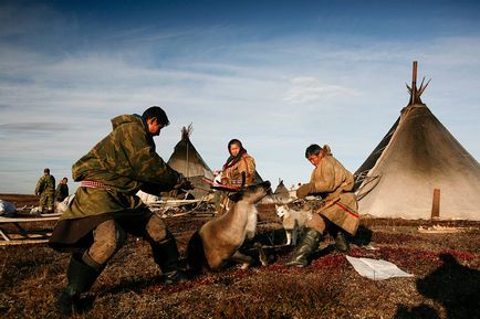 Peninsula de Yamal - marginea de cerb în vestul Siberiei, știri de fotografie