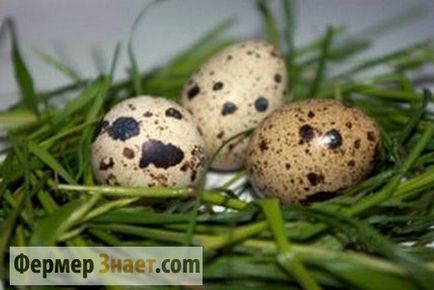 Користь від вживання перепелиних яєць і м'яса