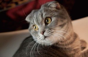 Scottish Fold of the Cat