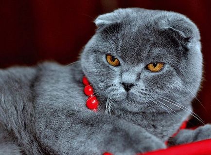 Breed Scottish fold