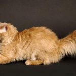 Порода шотландської вислоухой кішки