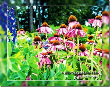 Plantarea și îngrijirea calendarului Echinacea, un sit despre gradina, cabana și plantele de interior