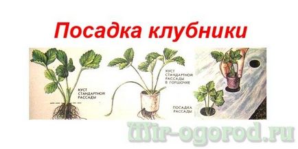 Посадка полуниці навесні у відкритий грунт