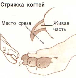 Правила догляду за кігтями карликового шпіца