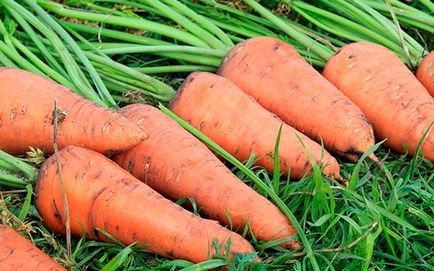 Правильний посів моркви для гарного врожаю