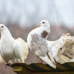 Прикмети про голубів вдарився, сіл, залетів на балкон або вікно