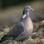 Semnele de porumbei au lovit, s-au așezat, au zburat la balcon sau fereastră