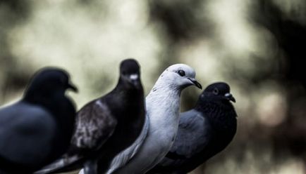 Semnele de porumbei au lovit, s-au așezat, au zburat la balcon sau fereastră