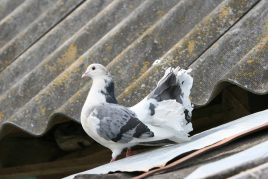 Прикмети про голубів вдарився, сіл, залетів на балкон або вікно