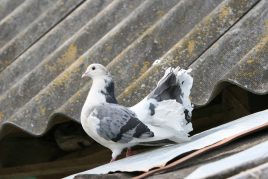 Semnele de porumbei au lovit, s-au așezat, au zburat la balcon sau fereastră