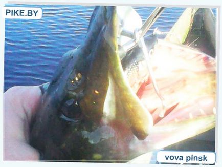 Pripyat, horgászat