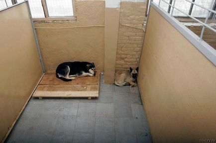 Притулок для собак у селі Бородянка (26 фото) - Трініксі