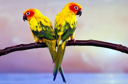 Az élettartama papagájok az otthoni