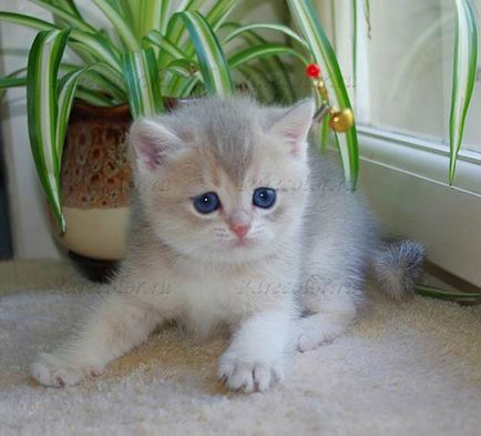 Prevenirea apariției constipatiei la pisicile britanice - catelusul pisicilor britanice de culori rare -