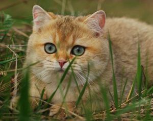 Prevenirea apariției constipatiei la pisicile britanice - catelusul pisicilor britanice de culori rare -