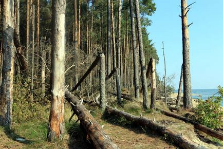 Прогулянка по Куршській затоці танцюючий ліс