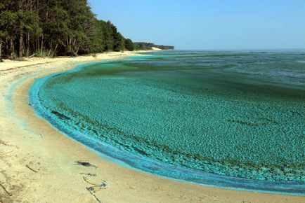 Trecând prin pădurea danubiței Curonian Lagoon