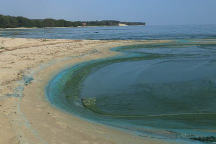 Trecând prin pădurea danubiței Curonian Lagoon