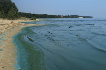 Trecând prin pădurea danubiței Curonian Lagoon