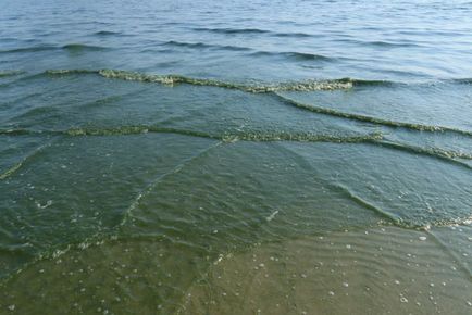 Trecând prin pădurea danubiței Curonian Lagoon