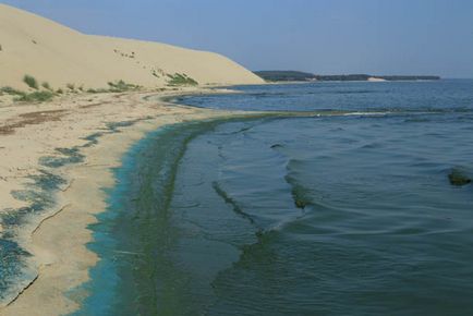 Trecând prin pădurea danubiței Curonian Lagoon