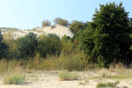 Прогулянка по Куршській затоці танцюючий ліс