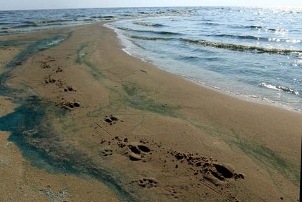 Trecând prin pădurea danubiței Curonian Lagoon