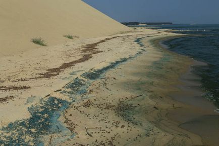 Trecând prin pădurea danubiței Curonian Lagoon