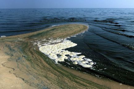 Trecând prin pădurea danubiței Curonian Lagoon