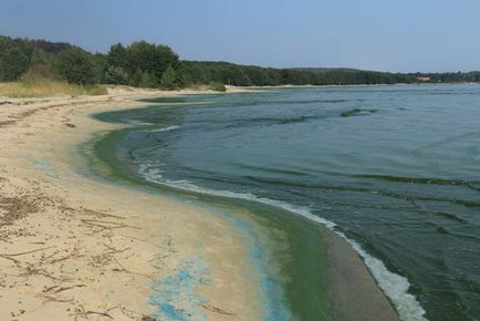 Trecând prin pădurea danubiței Curonian Lagoon