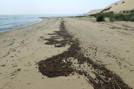 Trecând prin pădurea danubiței Curonian Lagoon