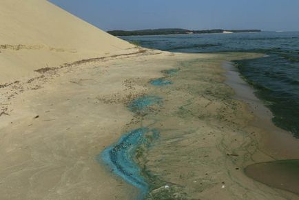 Trecând prin pădurea danubiței Curonian Lagoon