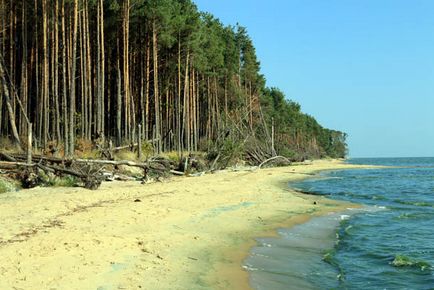 Прогулянка по Куршській затоці танцюючий ліс