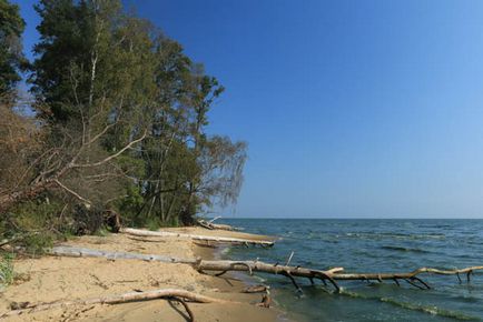 Trecând prin pădurea danubiței Curonian Lagoon