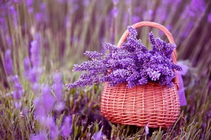 Provence fotografie, obiective, oraș, câmpuri de lavandă