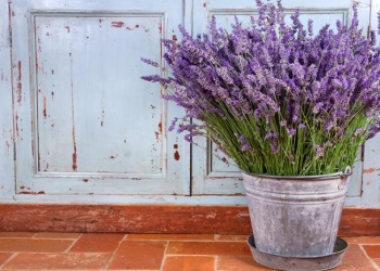 Provence fotografie, obiective, oraș, câmpuri de lavandă