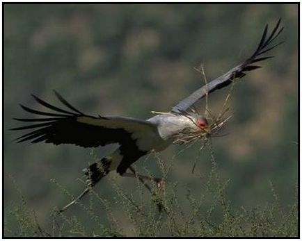 Bird secretar sau șarpe