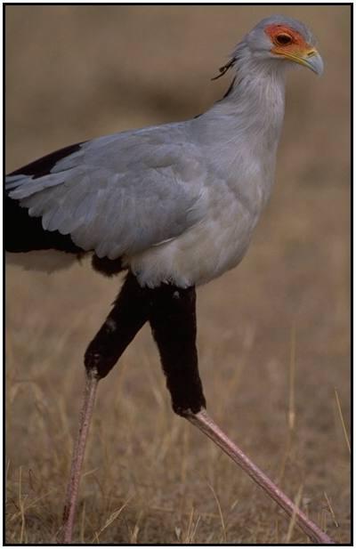 Bird secretar sau șarpe