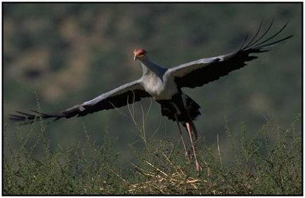 Bird secretar sau șarpe