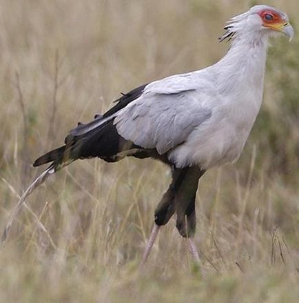 Bird secretar sau șarpe