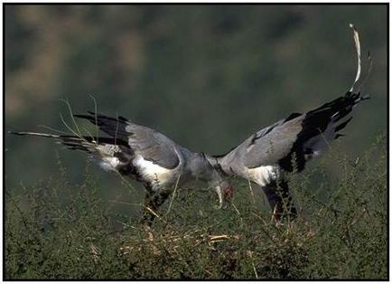 Bird secretar sau șarpe