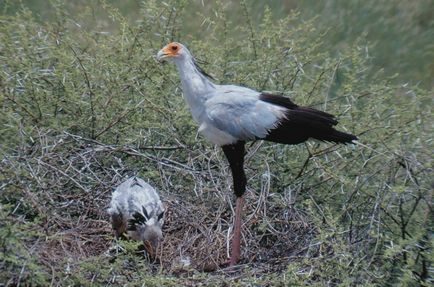 Secretar al Bird - nomad cu pene